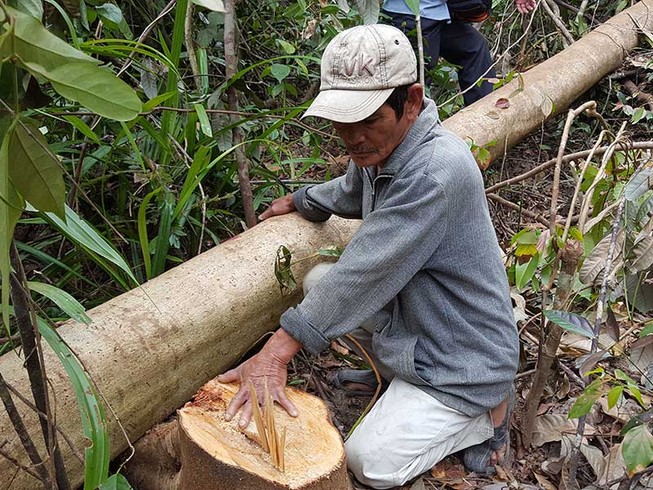Vụ phá rừng để nuôi bò: Sẽ báo cáo Thủ tướng