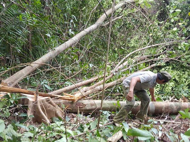 Cựu lãnh đạo Phú Yên: Cần dừng ngay việc phá rừng!