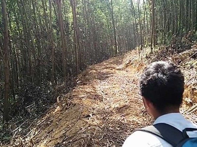 Lén hạ cây trong rừng phòng hộ làm đường