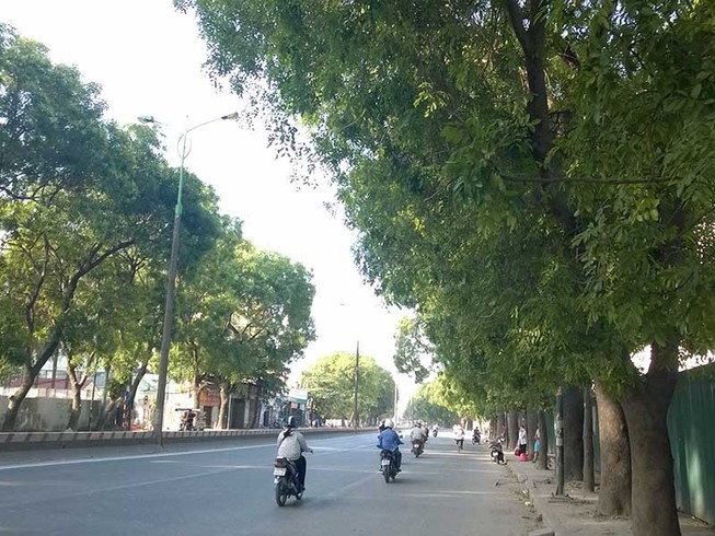 Hà Nội không chặt 1.300 cây ở đường Phạm Văn Đồng