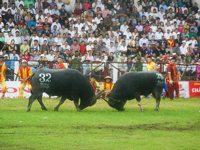 Lễ hội chọi trâu Đồ Sơn bị buông lỏng quản lý