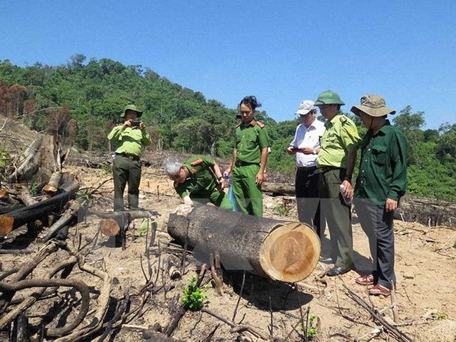 Thủ tướng yêu cầu điều tra vụ phá rừng ở Bình Định