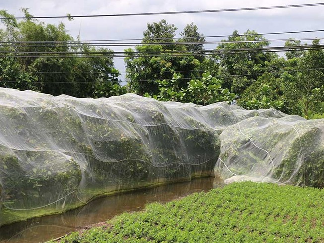Giăng mùng cho mận, mặc váy cho cam