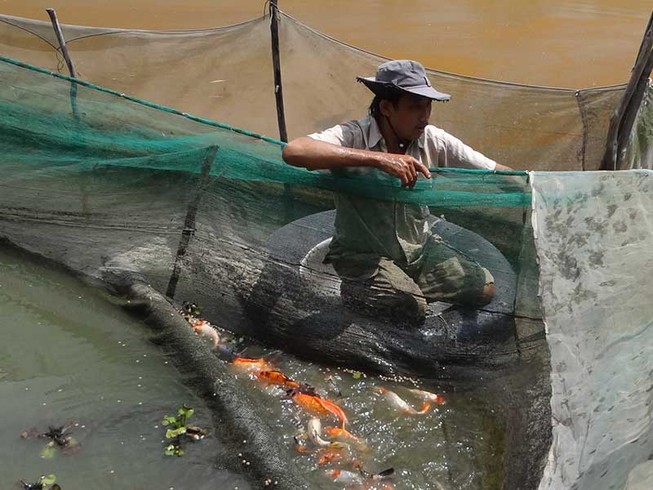 Nước đen vây bủa, triệt đường sống người nuôi cá