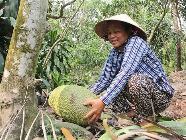 Trộm ‘canh’ vườn mít Thái