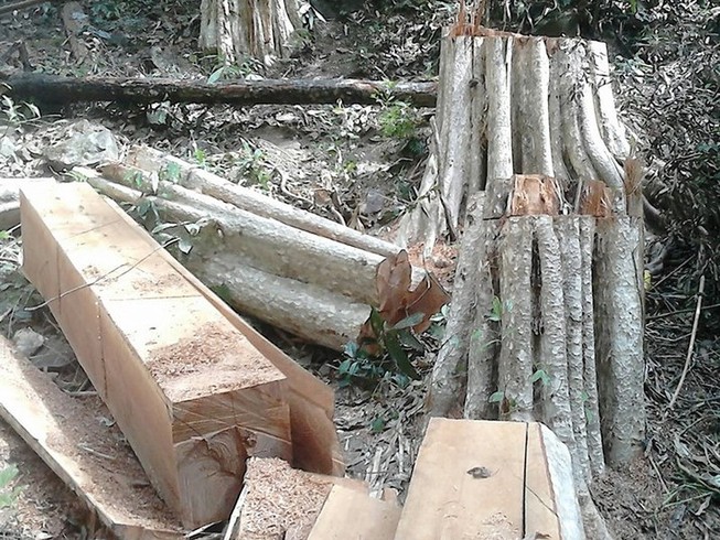 Yêu cầu bảo vệ hiện trường vụ phá rừng Sông Lũy