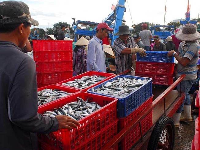 Hơn 5.400 tấn cá xuất khẩu kẹt ở cảng vì vướng quy định