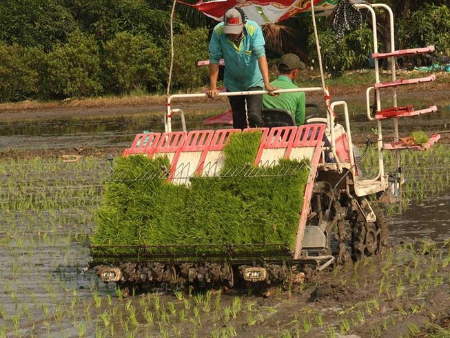 Ba vô lý về điều kiện mua đất trồng lúa