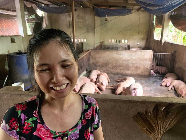 Thực hư heo ăn hèm rượu ‘thoát’ dịch tả heo châu Phi