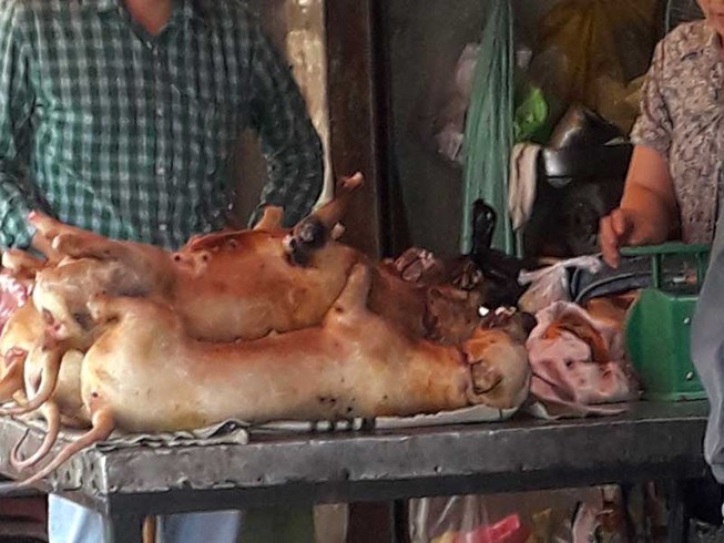 Bỏ ăn thịt chó từ khi thấy chó chảy nước mắt