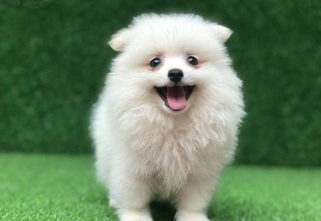 Lỡ tay làm chết chó cảnh của người khác