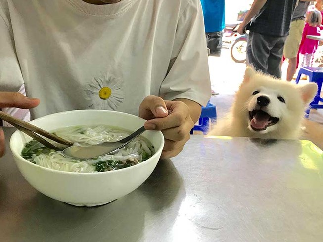 Đối xử nhân đạo với vật nuôi: Cần thực hiện sớm