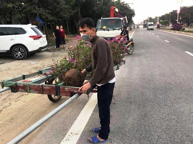 Kẻ gian nhổ trộm 1.400 cây hoa ly tết