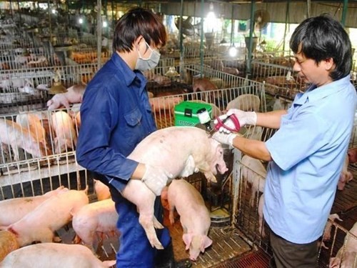 Tiêu hủy hơn 1.400 con heo bị lở mồm long móng