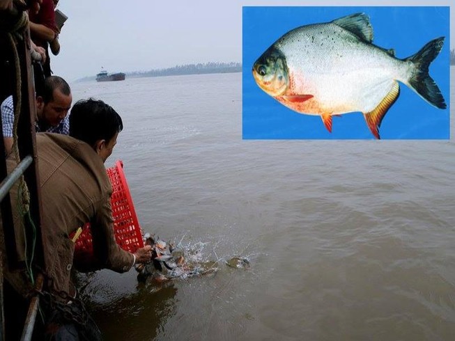 Cá chim trắng phóng sinh là con cá gì?