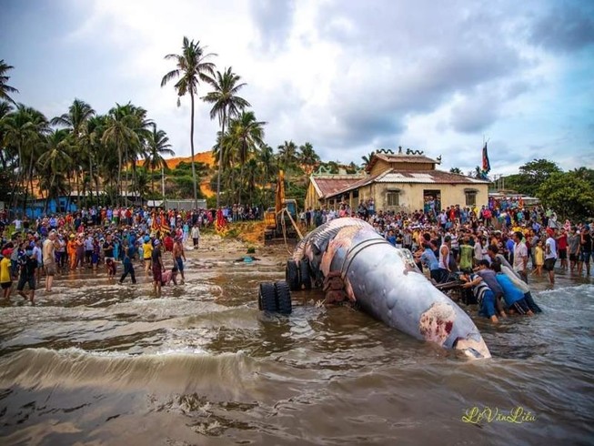 Cá Ông nặng hơn 15 tấn lụy trên biển Mũi Né
