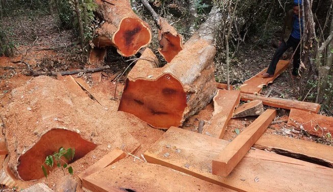 Gỗ rừng Vườn quốc gia Yok Đôn lại bị đốn hạ