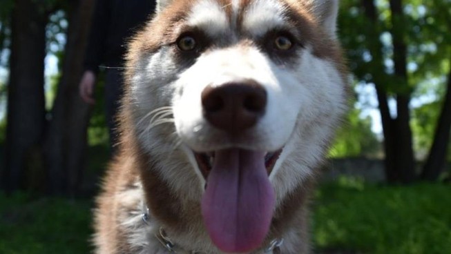 Anh: Suýt cháy nhà vì chó Husky