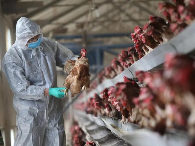 Trung Quốc thông báo phát hiện ổ dịch do virus cúm A/H5N6 gây ra ở tỉnh Tứ Xuyên. Ảnh: SCMP