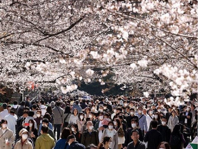 Người dân đeo khẩu trang và thưởng thức hoa anh đào tại Công viên Ueno ở thủ đô Tokyo hôm 21-3. Ảnh: ASAHI NEWS