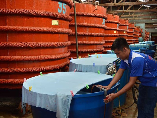 Phó Thủ tướng yêu cầu giải quyết việc thành lập hội nước mắm
