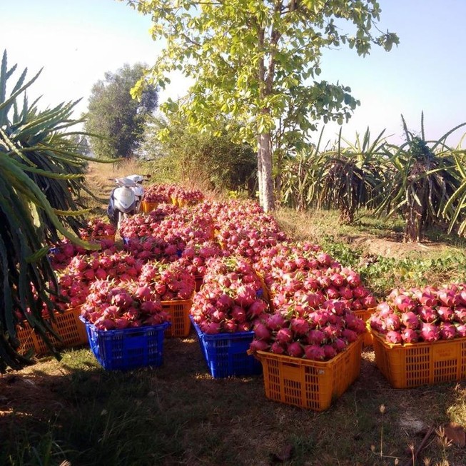 Cửa xuất ngoại hé mở, giá thanh long nhảy lên 33.000 đồng/kg
