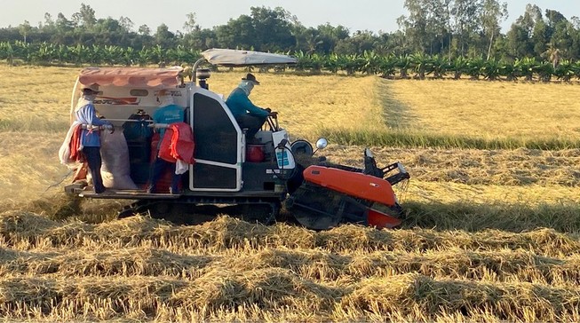 Sản lượng gạo của Việt Nam đang có bao nhiêu
