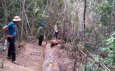 Kỷ luật 8 cán bộ bịa chuyện bị cướp gỗ