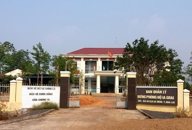 Thanh tra 240 ha rừng trồng bị mất