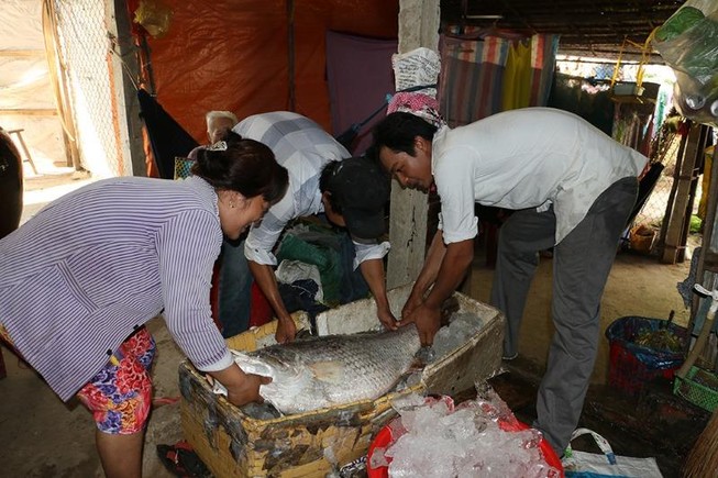 Bắt được cá nghi sủ vàng, nặng 26 kg
