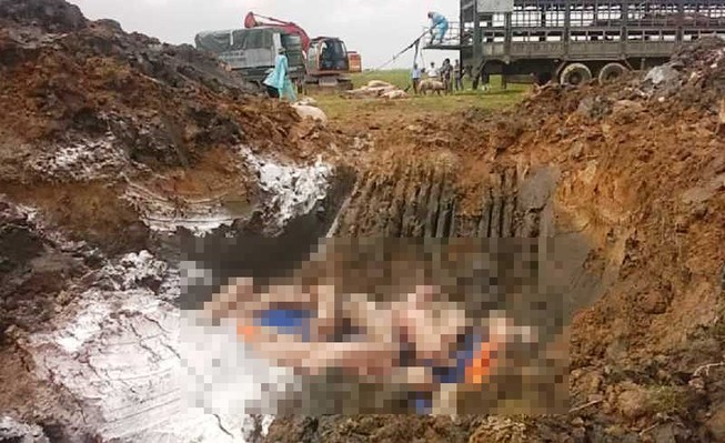 Tiêu hủy gần 100 con heo bệnh bắt giữ trên quốc lộ 1A