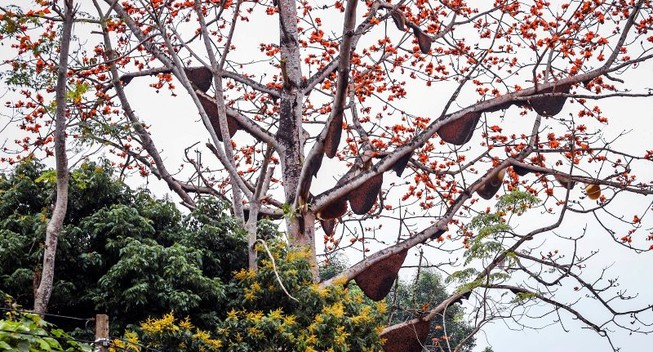Ong rừng lại kéo đóng 40 tổ mật trên 1 cây gạo