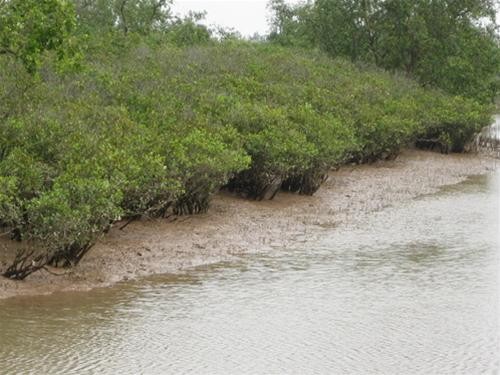 Trên 80% đất nông nghiệp Hậu Giang bị nước mặn tấn công
