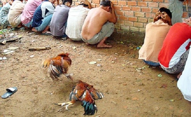 Bến Tre phạt hành chính 44 người đá gà ăn tiền