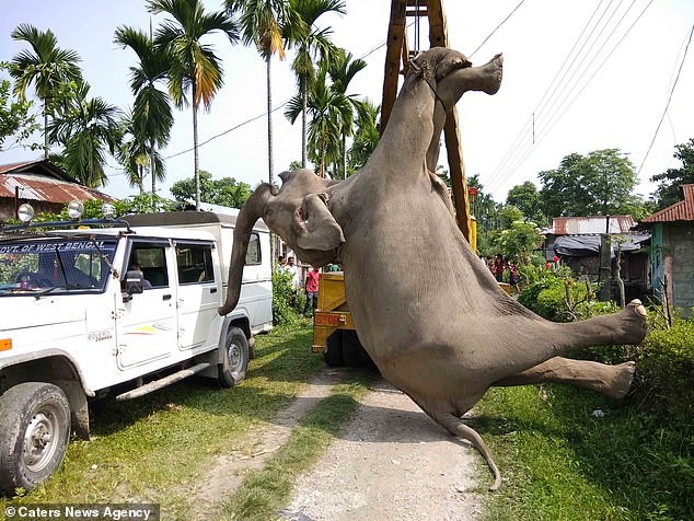 Hai con voi hoang dã bị điện giật chết