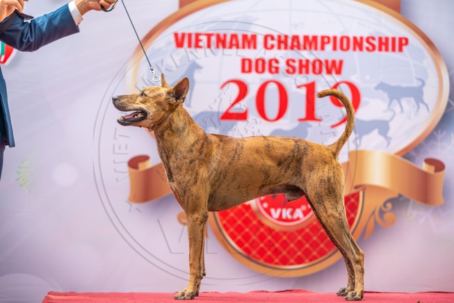 Độc, lạ, kỳ thú cuộc thi vô địch... chó bản địa Việt Nam