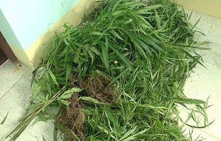 Trồng "vườn" cần sa để cho heo gà ăn mau lớn!