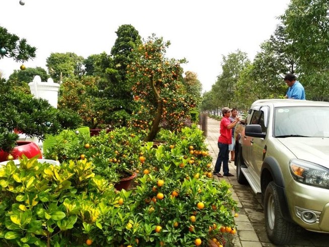 Cây cảnh 'siêu độc, siêu đắt' hút khách