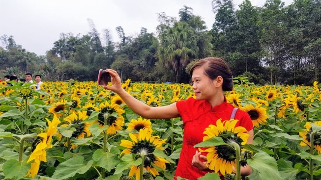 Người dân đổ xô đi chụp ảnh với hoa hướng dương