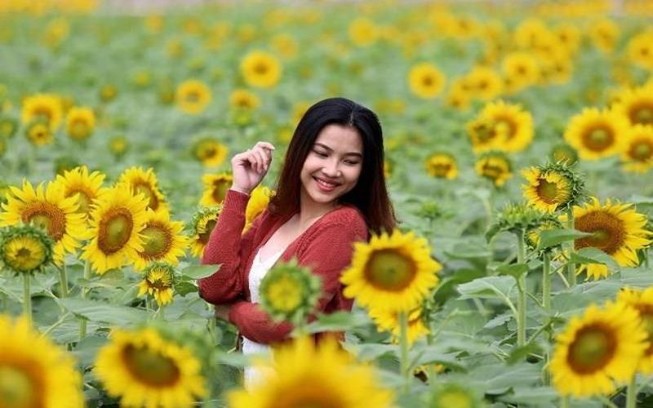Lễ 30-4 thăm vườn hoa hướng dương gây sốt ở TP.HCM
