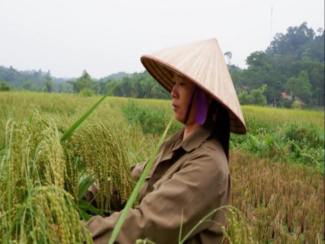 Mẹ và những nỗi nhớ về cốm