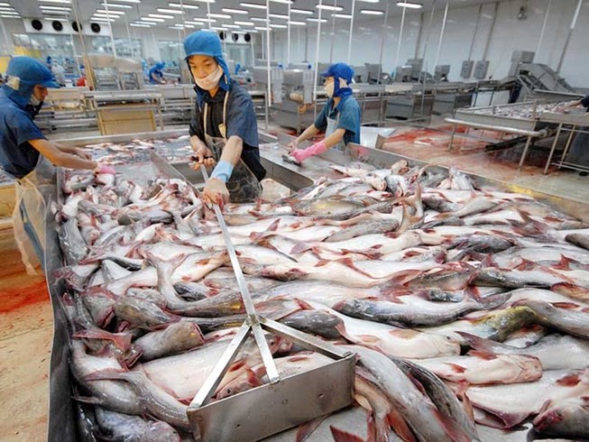 Vua cá Hùng Vương tiếp tục gặp vận rủi, chưa hết gian truân