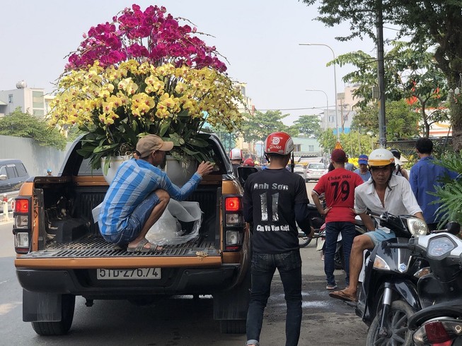 Tết: Lan hồ điệp đẹp 'hút hồn' người chơi hoa TP.HCM