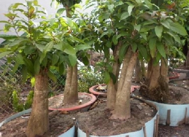 9X nhổ trộm cây cảnh, bán cho người dân chơi tết