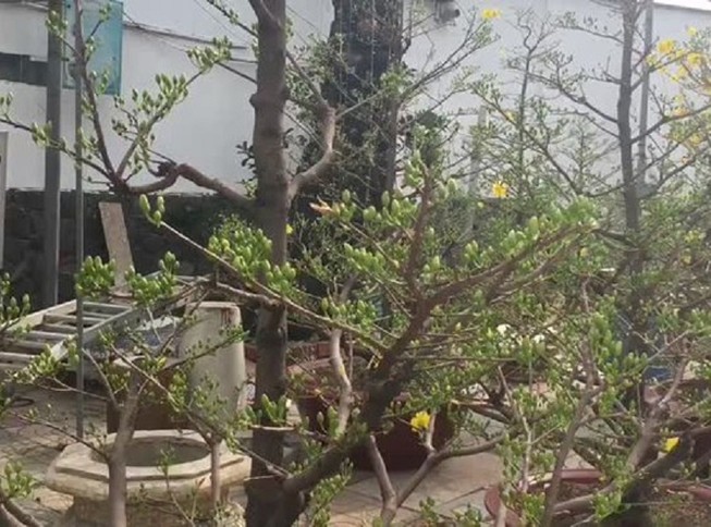 Vào vườn trộm ba cây mai lấy tiền mua rượu