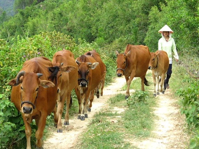 Vụ thu phí trâu bò ở Thanh Hóa: Hoàn trả tiền cho dân