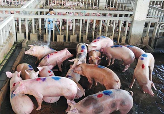 Người bán thịt heo bị viêm màng não