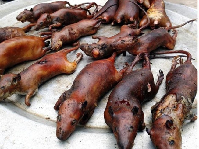 Thịt chuột ngon nhưng có nên ăn?