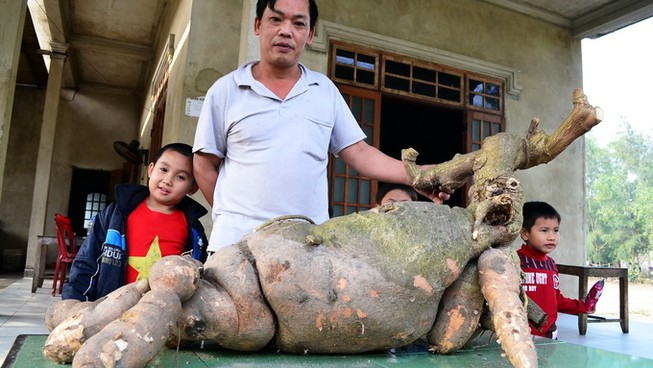 Củ sắn hình dạng như con hươu nặng 42 Kg