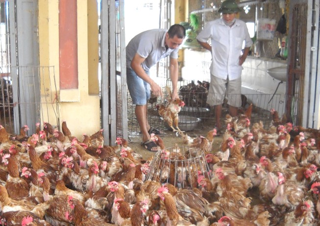 Thành lập năm đội cơ động ứng phó với dịch cúm gia cầm